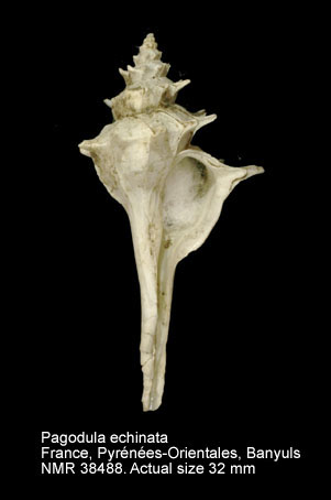 Pagodula echinata.jpg - Pagodula echinata(Kiener,1840)